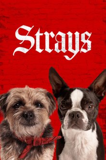 Strays | ولگردها