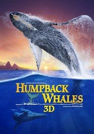 Humpback Whales